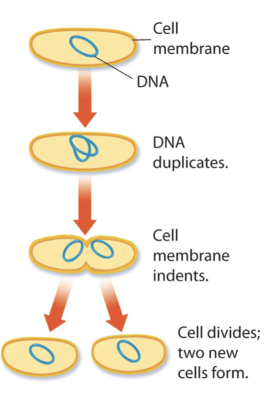 Binary fusion: cell division in prokaryotic cells