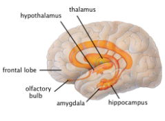 <p>“The emotional center of the Brain”</p><p>Thalamus, <span>Hypothalamus, Amygdala, and </span>Hippocampus</p>