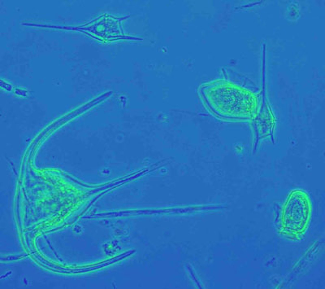 <p>passively drifting masses of microscopic photosynthetic and heterotrophic organisms</p>