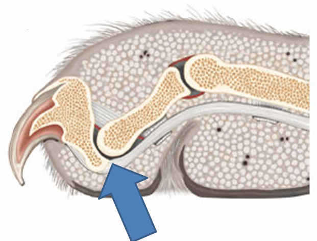 <ul><li><p>Declawing</p><ul><li><p>Removal of the distal phalanx by disarticulating the distal interphalangeal joint</p></li></ul></li><li><p>Onych = nail</p></li></ul><p></p>