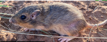 <p>Coarse hair; broad buffy line from nose to hind foot</p>
