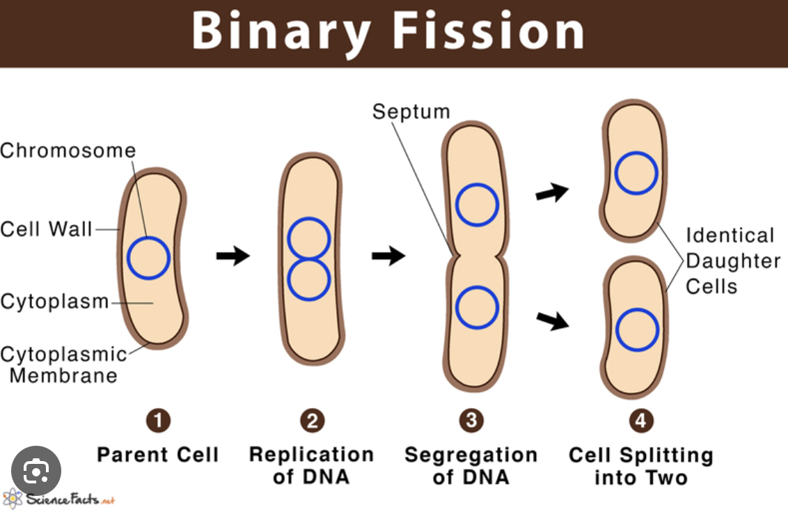 <p>how prokaryotic cells reproduce. One cell splits into two, chromosomes uncoil &amp; replicate and other organelles, cell grows larger than divides in two. </p>