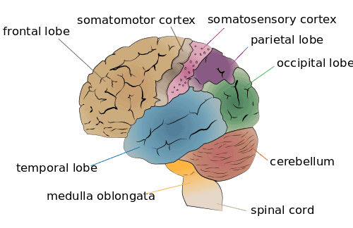 <p><span style="color: rgb(43, 49, 80)">Which part of the brain is involved in processing auditory information?</span></p>