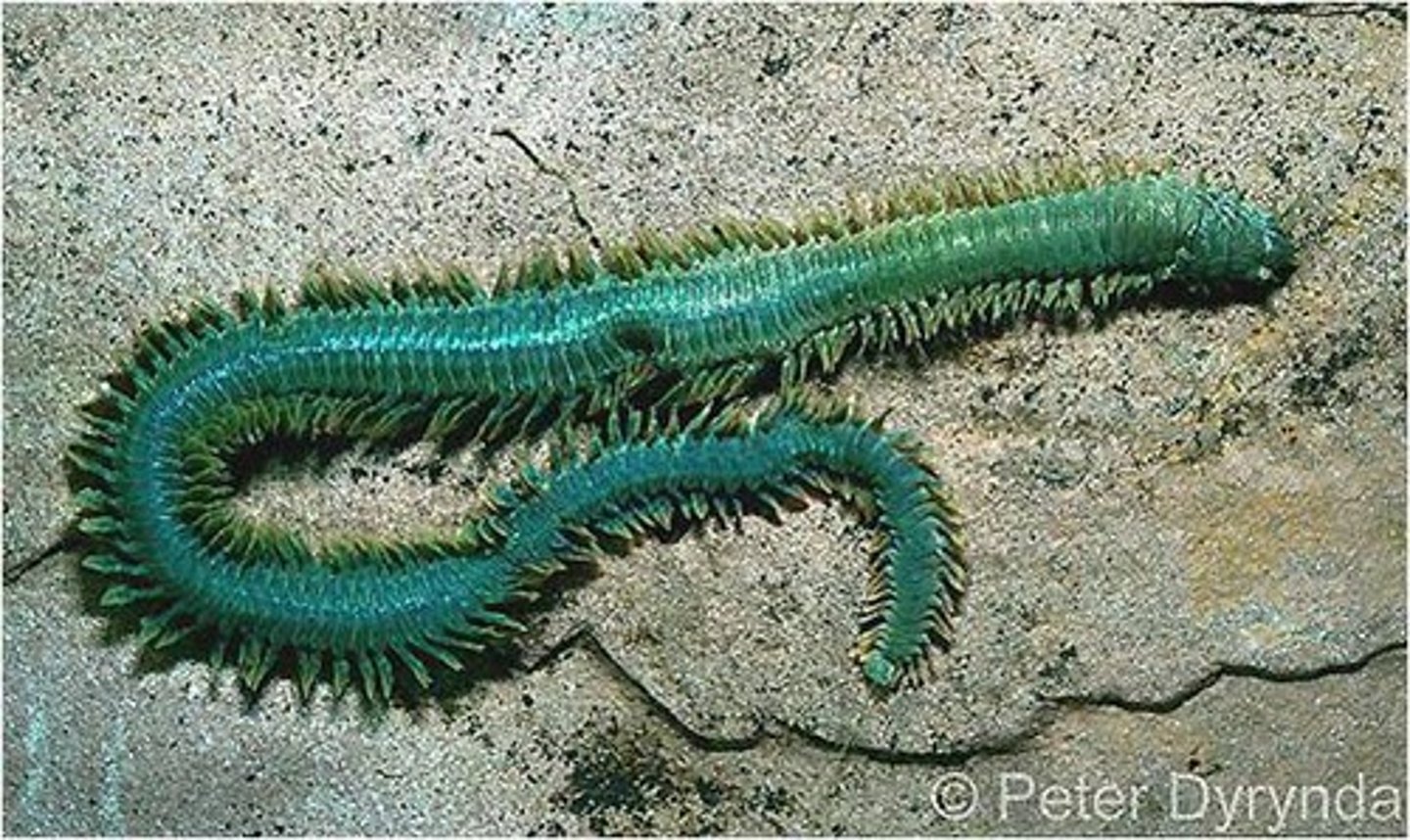 <p>- 2/3 of annelids</p><p>- Have trochophore larvae</p><p>- Found in marine environments</p><p>- Colorful</p><p>- Come in sedentary and errant forms</p><p>- Some use mucus bag form of eating</p><p>- Some use epitoky</p><p>- Segmented</p><p>- Ex: Pogonophora/Siphoglinds</p>