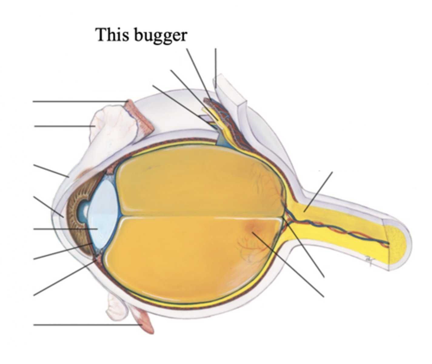 <p>The middle, vascular layer of the eye, between the retina and the sclera</p>