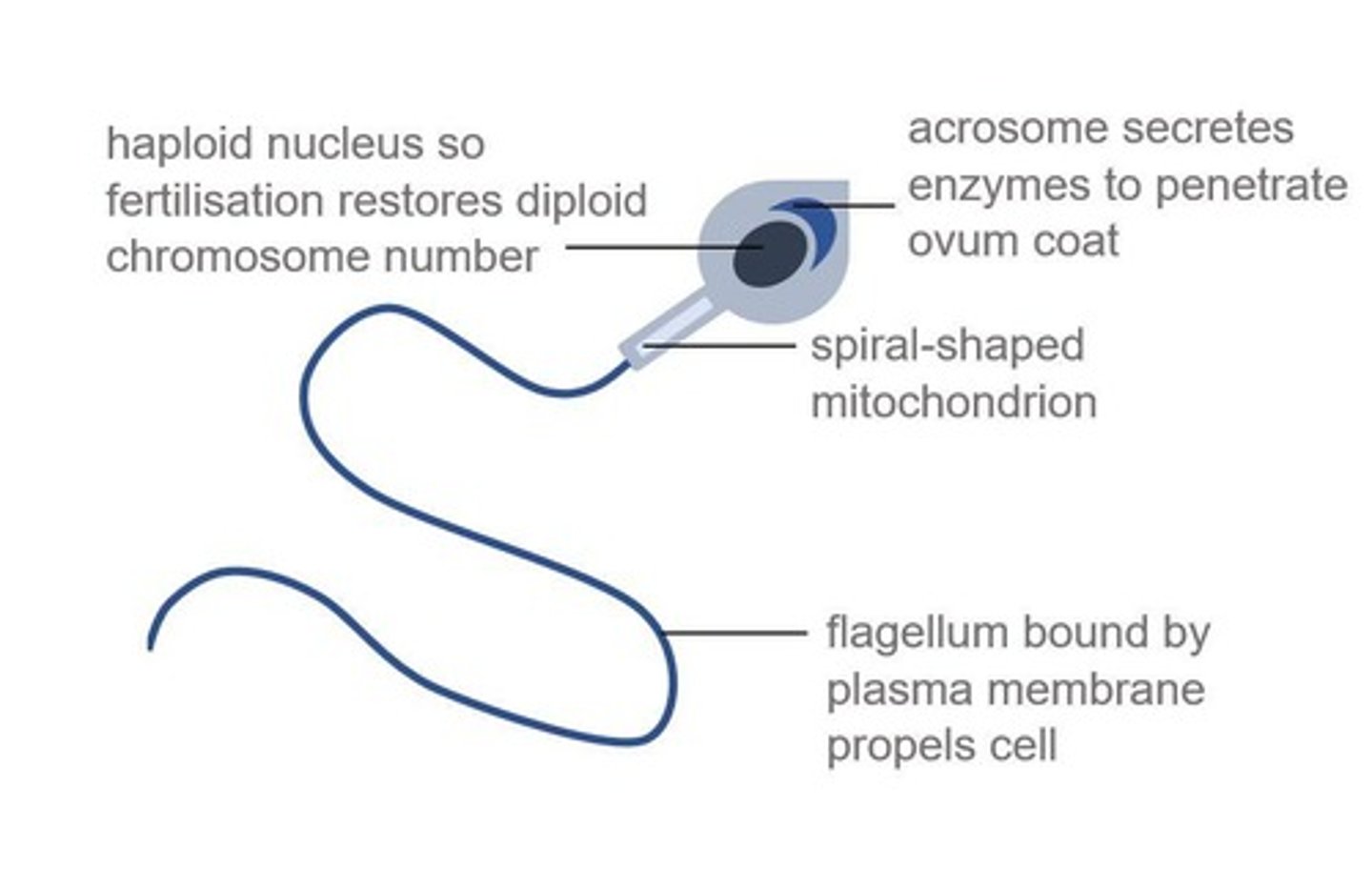 <p>Specialised to fertilise an ovum during sexual reproduction in mammals.</p>