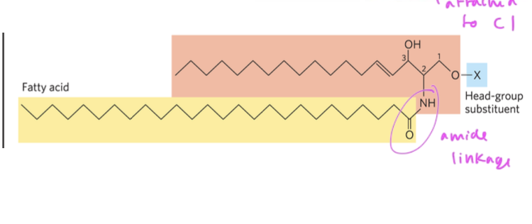 <p></p><ul><li><p>has only one fatty acid at C2 (since sphingosine already has/is a hydrocarbon chain on it)</p><ul><li><p>the fatty acids connects to the backbone via an amide linkage</p></li></ul></li><li><p>has its polar head group at C1</p></li></ul><p></p>