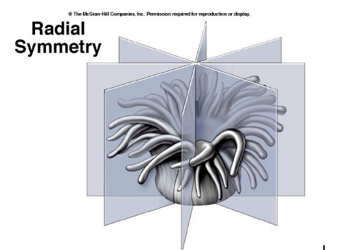 <p>Radial Symmetry is most similar to…</p>