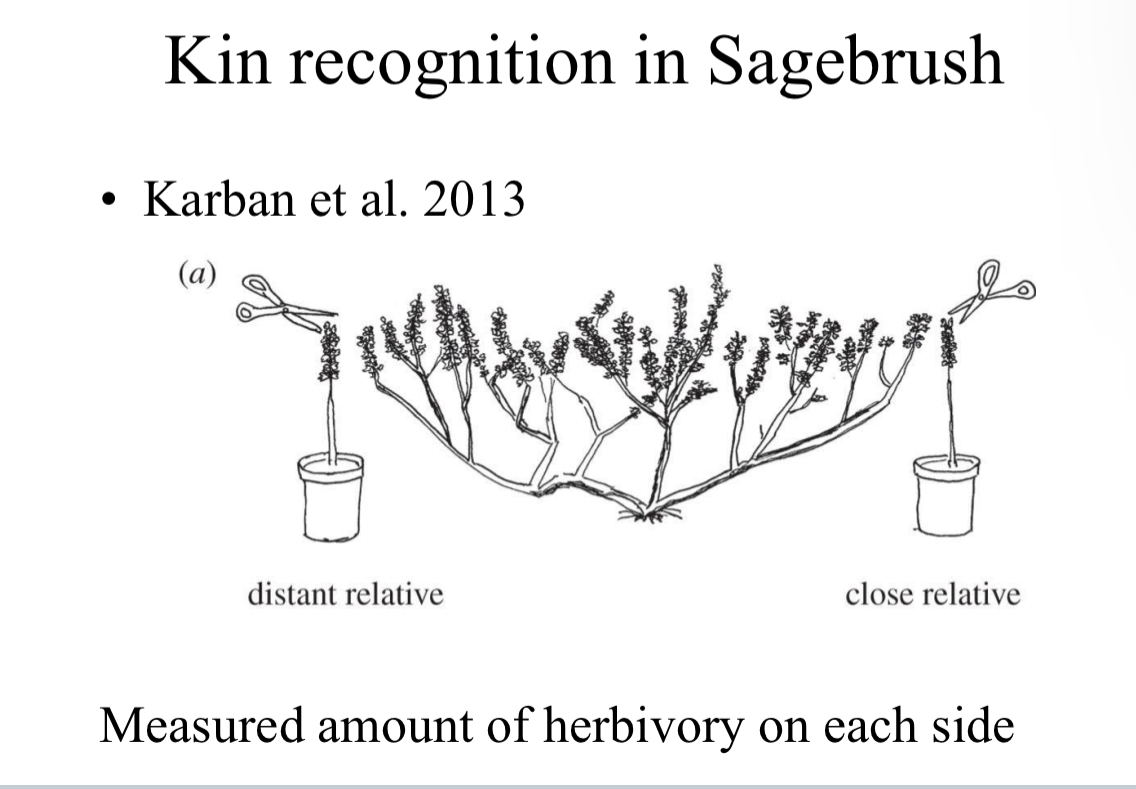 <p>Plants often avoid self-pollination</p><p>• Roots in some plants grow less if they bang into a relative vs non-relative. </p><p>Sagebrush emits a volatile chemical if chomped on by herbivore</p><p>Neighbors synthesize defense compounds more when such chemicals are released</p><p>Significantly more plants had more damage on side near damaged non relative</p><p>They then used air from a damaged plant in a similar design</p><p>Same thing!</p><p>Plant warned their relatives more effectively</p>