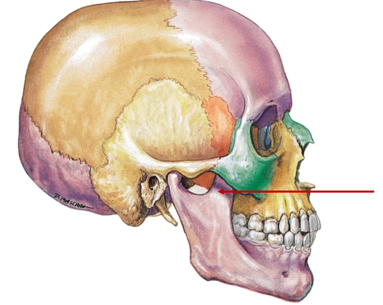 <p>Sharp, triangular projection, chewing</p>