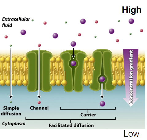 <ul><li><p class="">Moves across cell membranes based on <strong>molecular concentrations</strong></p></li><li><p class=""><strong>Does not require energy</strong></p></li></ul><p></p>