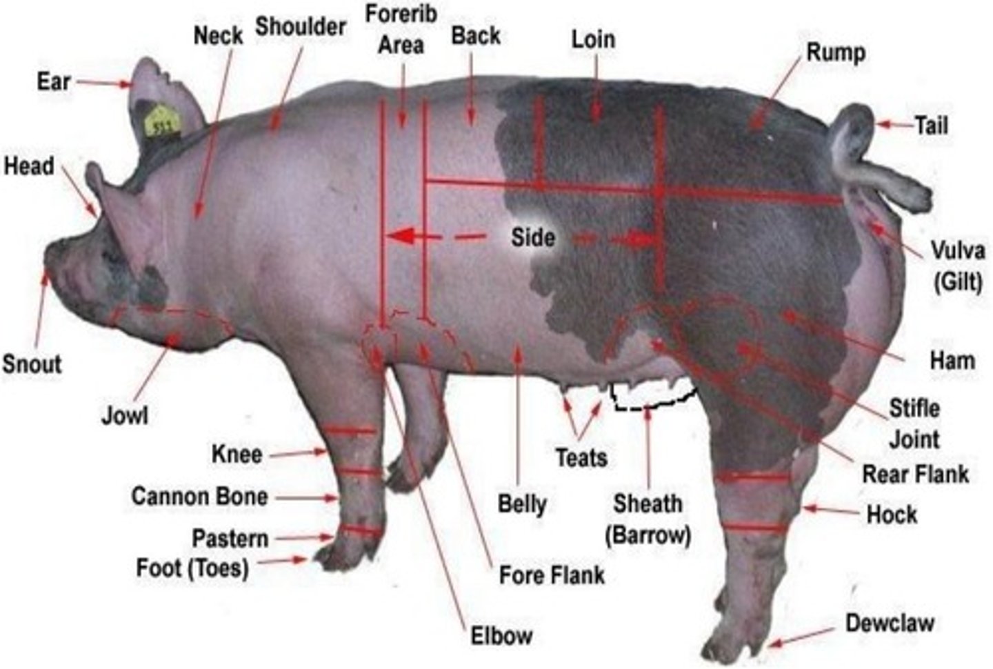 <p>The fore flank or fore rib is located on the front portion of the ribs. This portion of the chest cavity should be one of the widest parts of the pig's chest.</p>