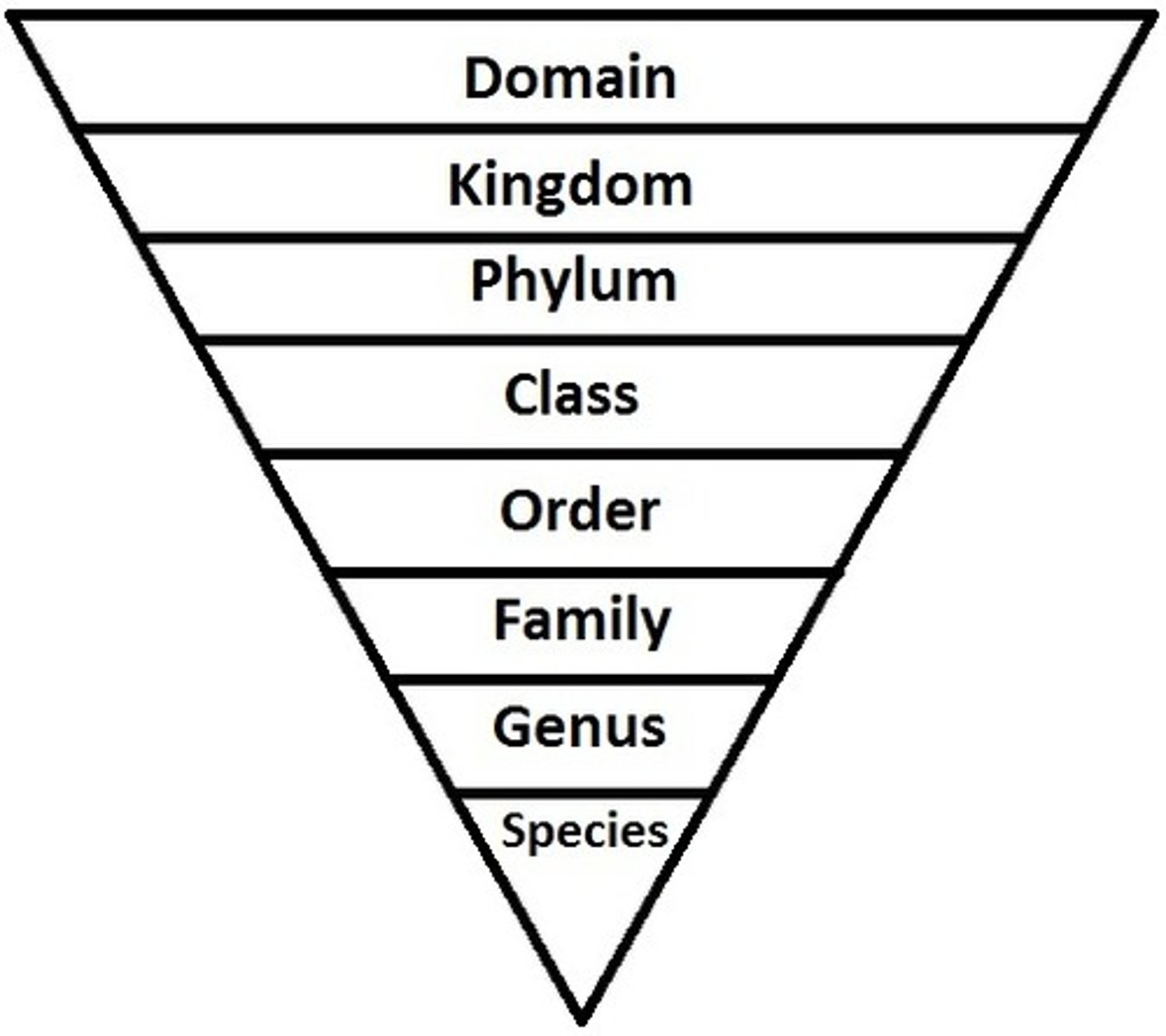 <p>Kingdom, Phylum, Class, Order, Family, Genus, Species</p>