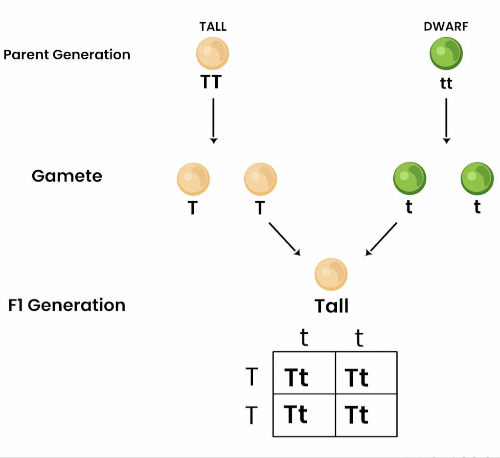 <p><span>Genetic crosses are widely used to breed new varieties of crop or ornamental plants.</span></p>