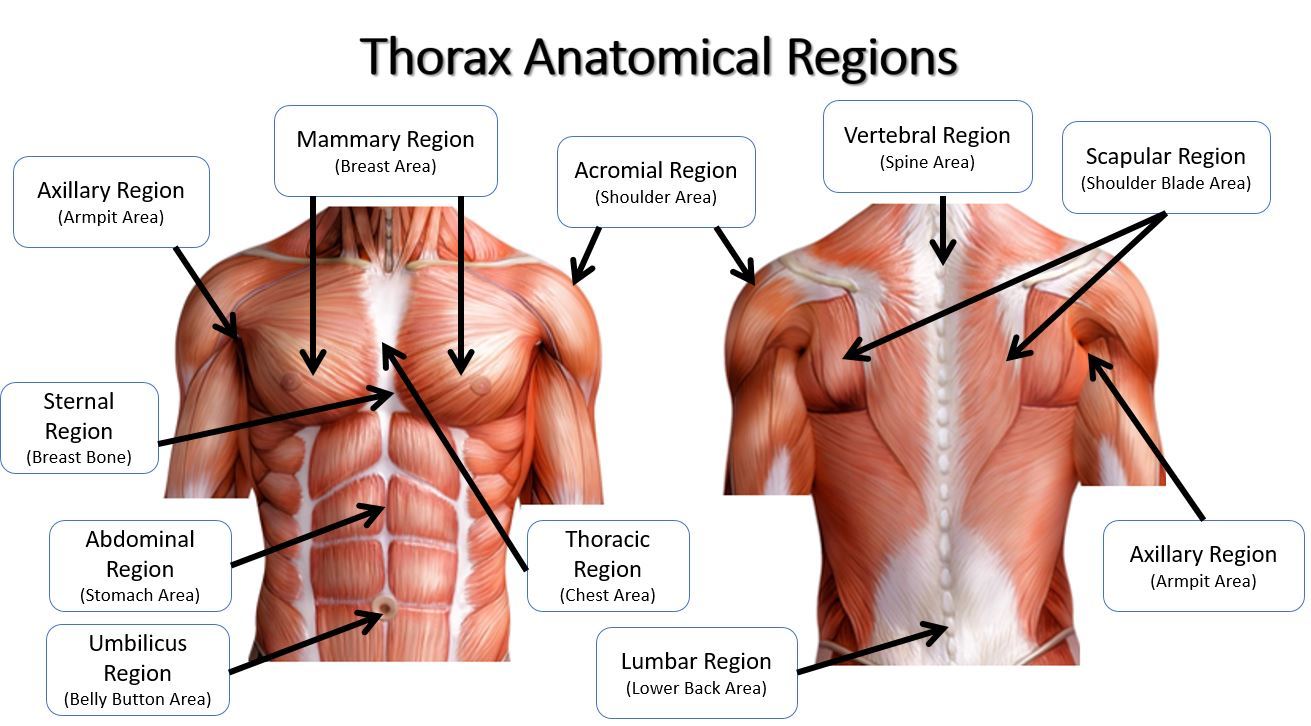 <p>acromial</p>