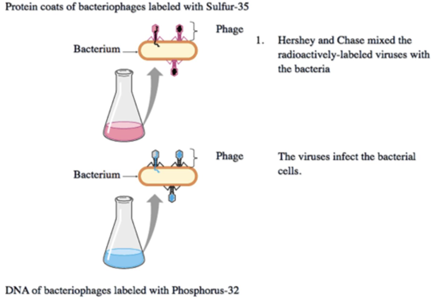 <p>worked with bacteriophage (a virus that attacks bacteria)</p><p>- Protein coat had Sulfur 35 (S35)</p><p>- DNA had Phosphorus 32 (P32)</p><p>- DNA mixed with bacteria went to bottom in centrifuege, found that DNA carries genetic code</p>