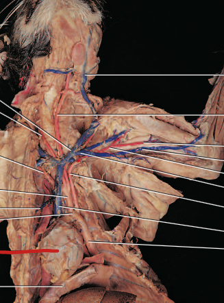 <p><span>Pumps blood throughout the body</span></p>