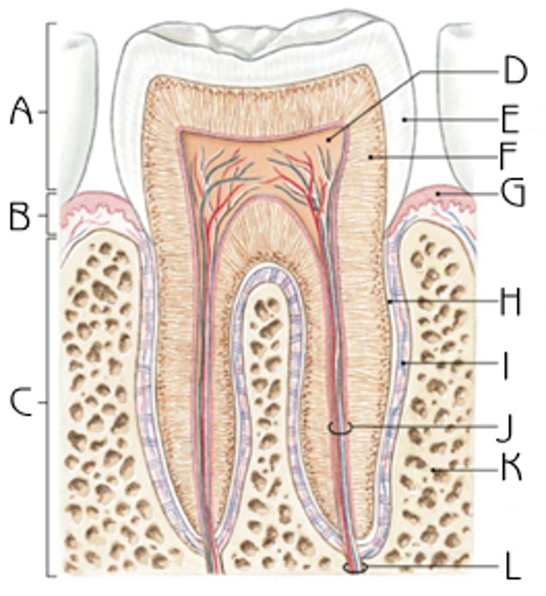 <p>attaches tooth to jaw</p>