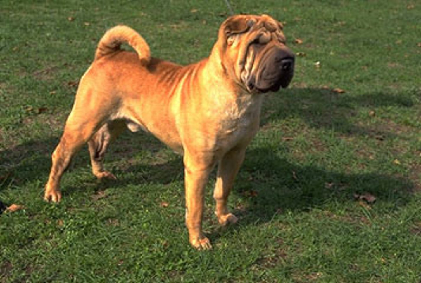 <p>A breed of dog known for its wrinkled skin. (chó Sa Bì)</p>