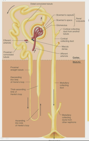 renal corpuscle

\- glomerulus (glomerular capillaries)

\- bowman’s space in bowman’s capsule (125 mL of plasma filtered into bowman’s space, reabsorbing 124 mL back; 1 mL goes towards bladder)

→

renal tubule

\- proximal tubule

\-- proximal convoluted tubule

\-- proximal straight tubule

\- loop of henle

\-- descending thin limb of henle’s loop

\-- ascending thin limb of henle’s loop

\-- thick ascending limb of henle’s loop (contains macula densa at end)

\- distal convoluted tubule

\- collecting duct system

\-- cortical collecting duct

\-- medullary collecting duct

→

renal pelvis