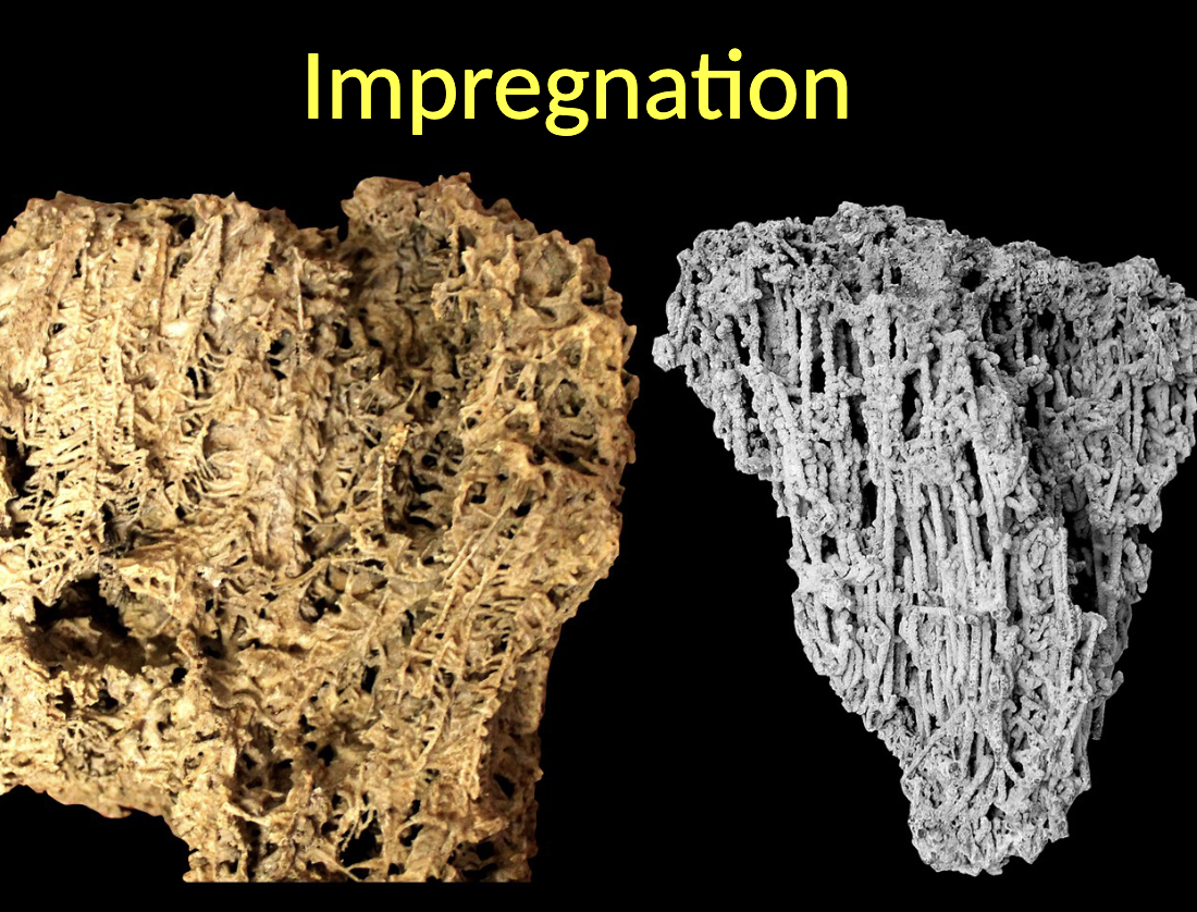 <p>Impregnation </p><ul><li><p>Impregnation occurs when the body of a dead organism is IMPREGNATED shortly after death with a substance from the surrounding environment; CaCO3 is one such substances </p></li><li><p>Occasionally, the impregnation can begin as the organism is still alive and eventually represents the cause of death </p></li></ul><p></p>
