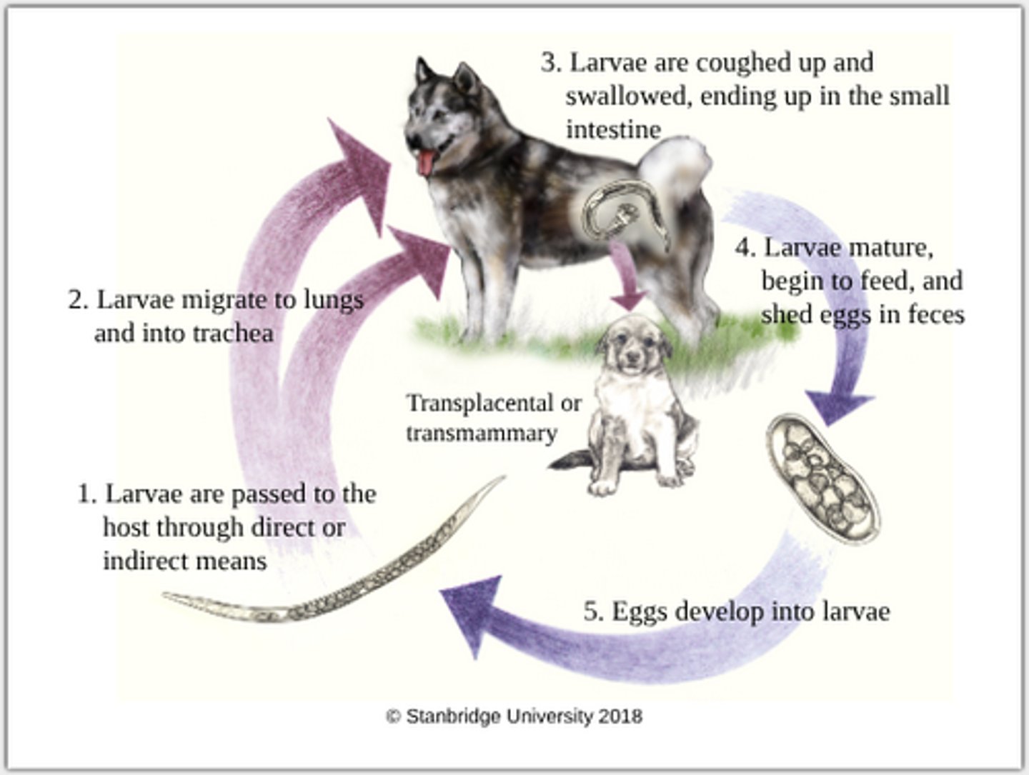 knowt flashcard image