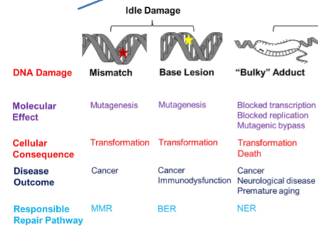 <p>NER = Nucleotide Excision Repair</p>