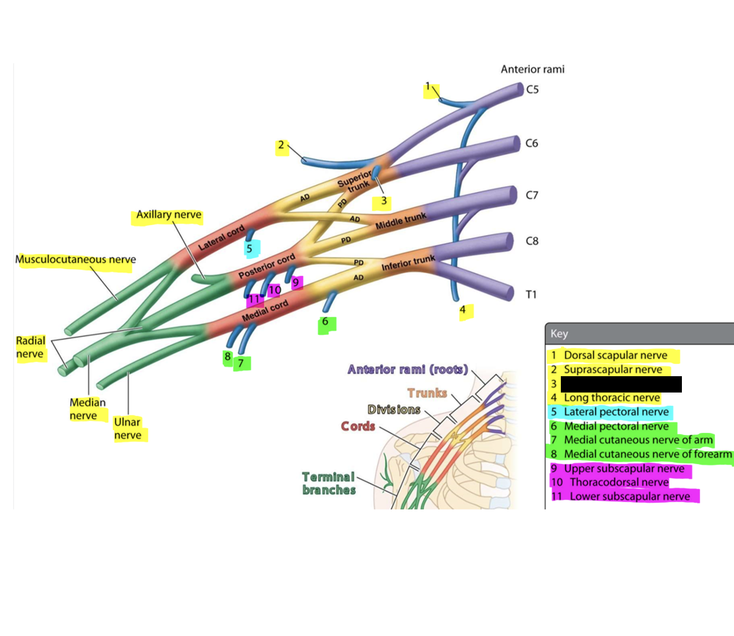 knowt flashcard image