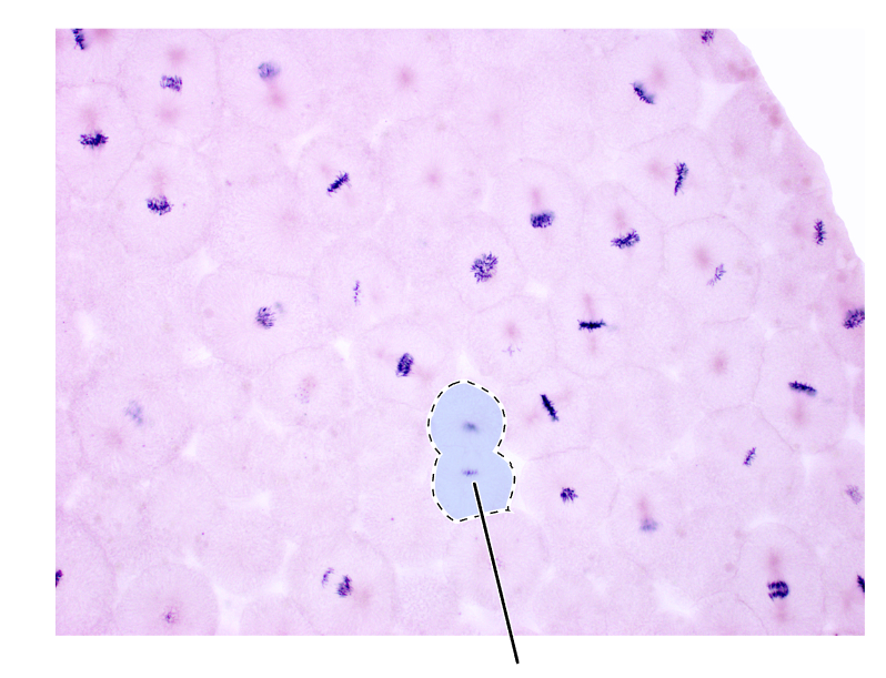 <p>What stage of mitosis is shown by this cell?</p><p>(Cross section of whitefish blastula).</p>