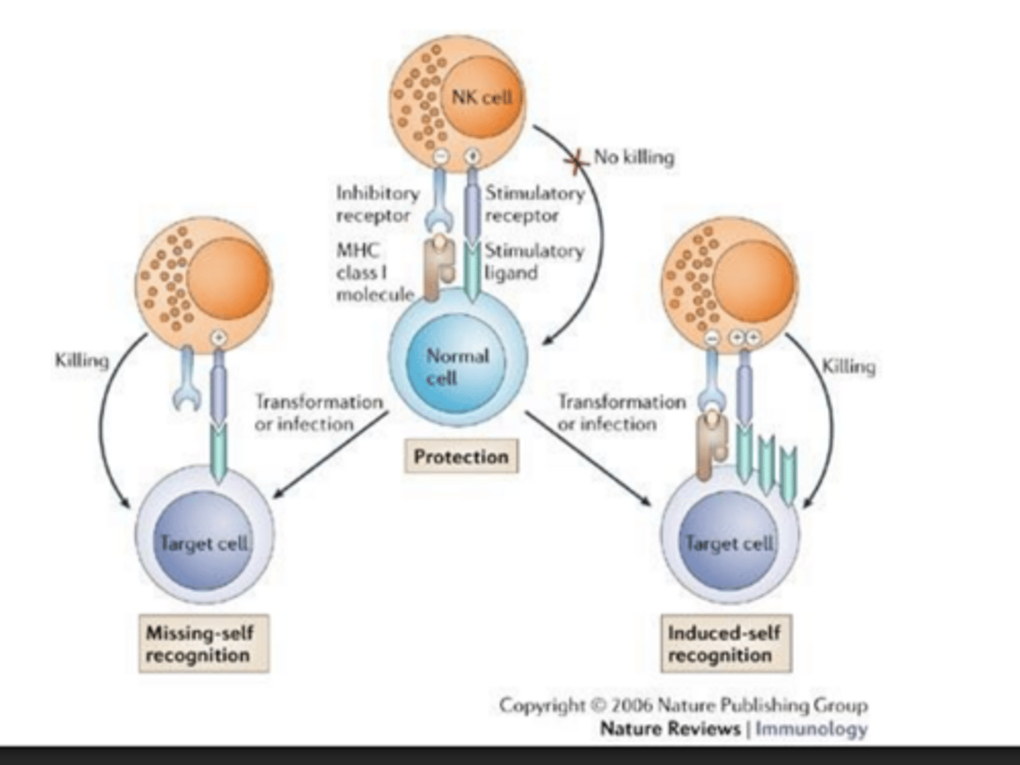 <p>group of genes that code proteins that help immune cells recognize invaders from non-invaders</p>