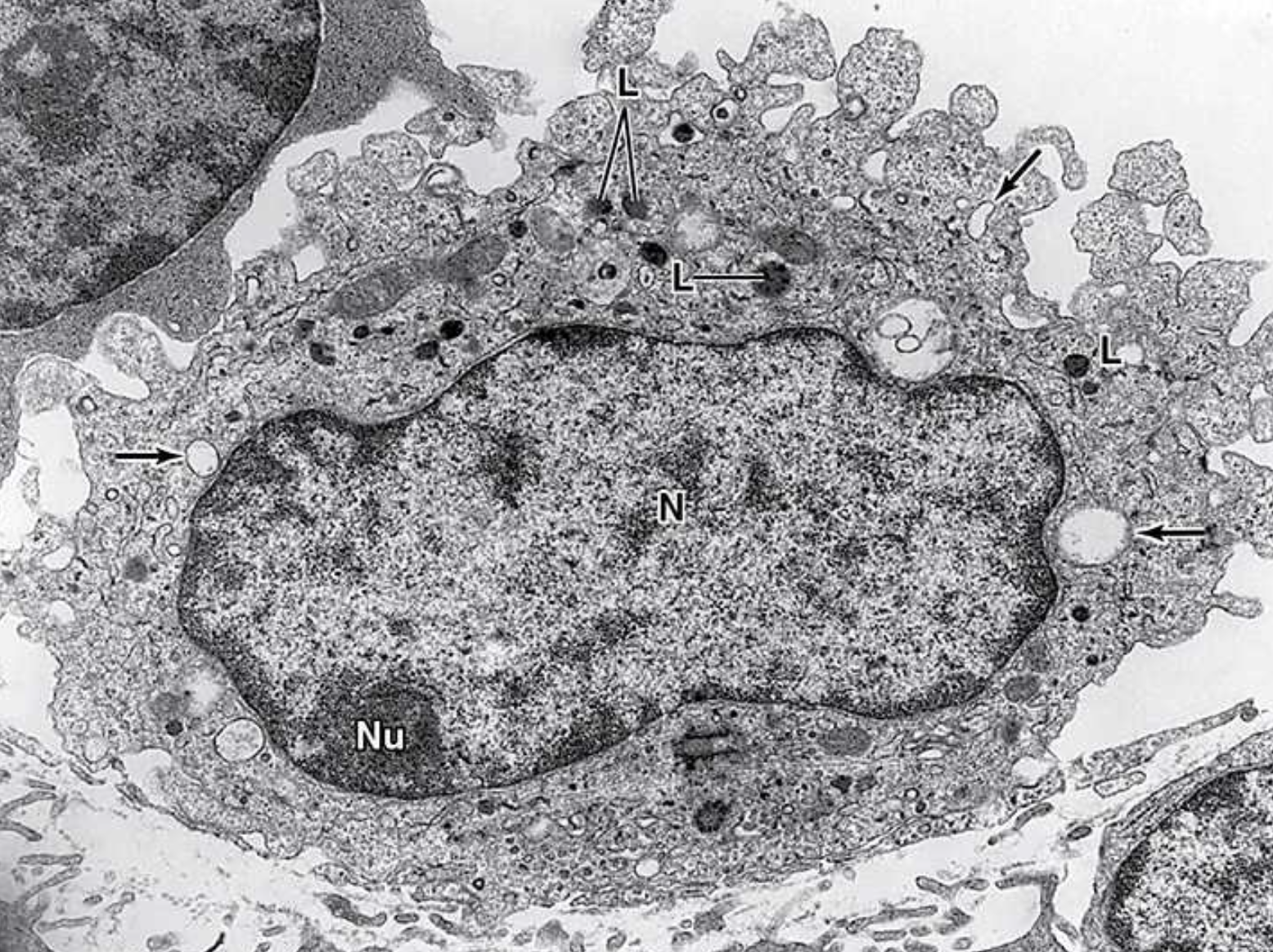 <p>Phagocytosis of ECM debris, antigen presentation and processing, secretion of growth facotrs, cytokines (chemical messengers made of proteins), etc.</p>