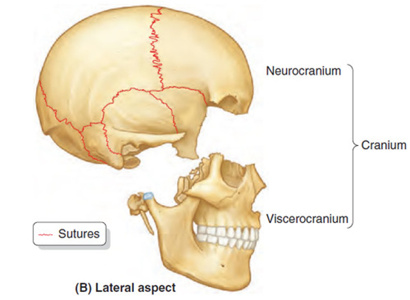 <p>cranium and facial bones</p>