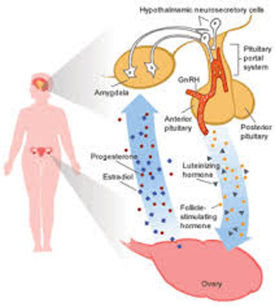 <p>chemical messengers that are manufactured by the endocrine glands, travel through the bloodstream, and affect other tissues.</p>