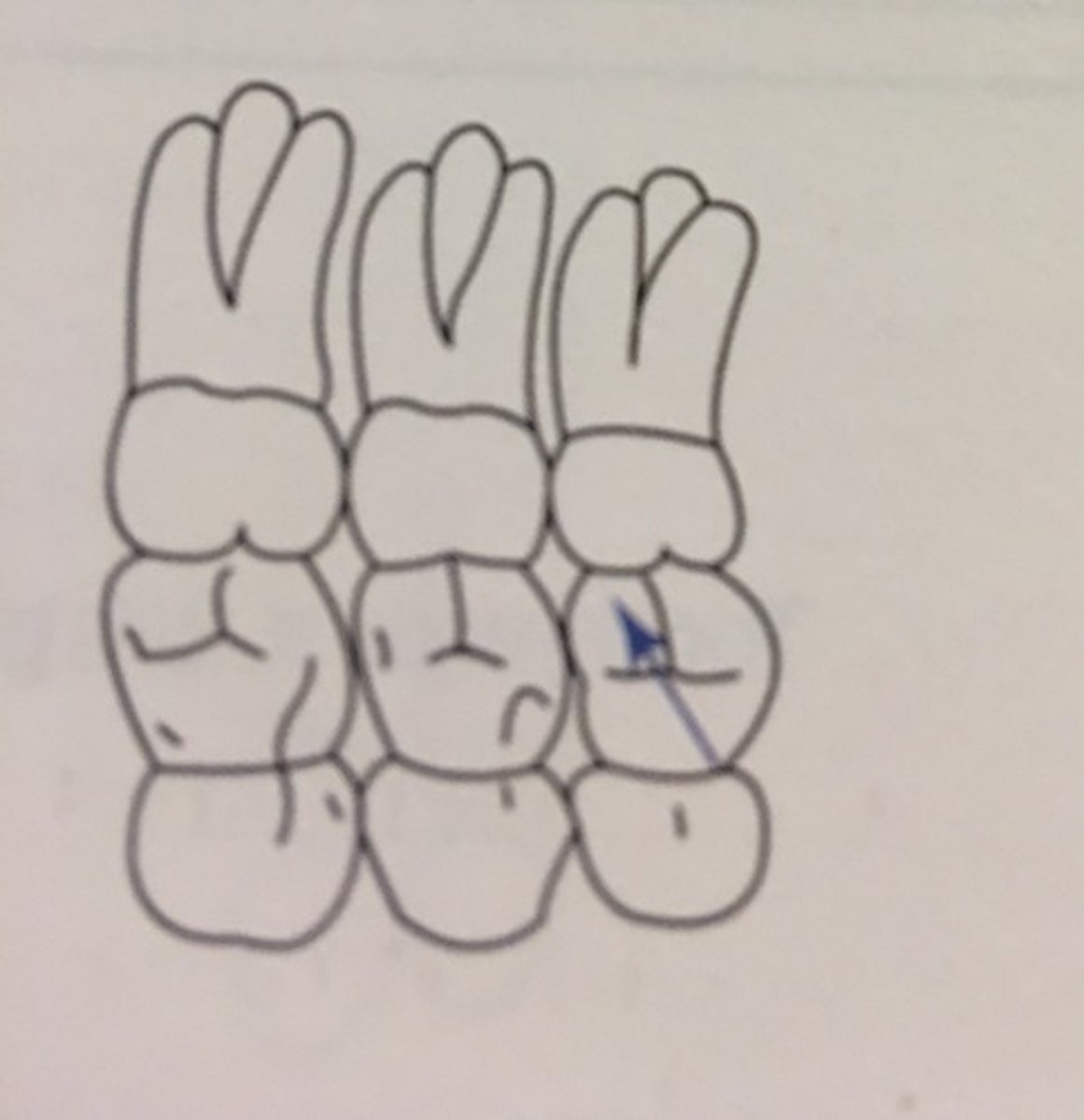 knowt flashcard image