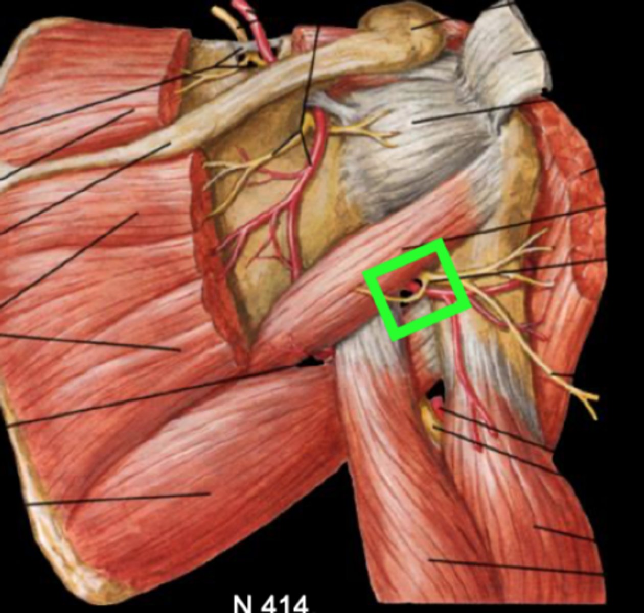<p>teres major, teres minor, long head of triceps, lateral head of triceps</p>