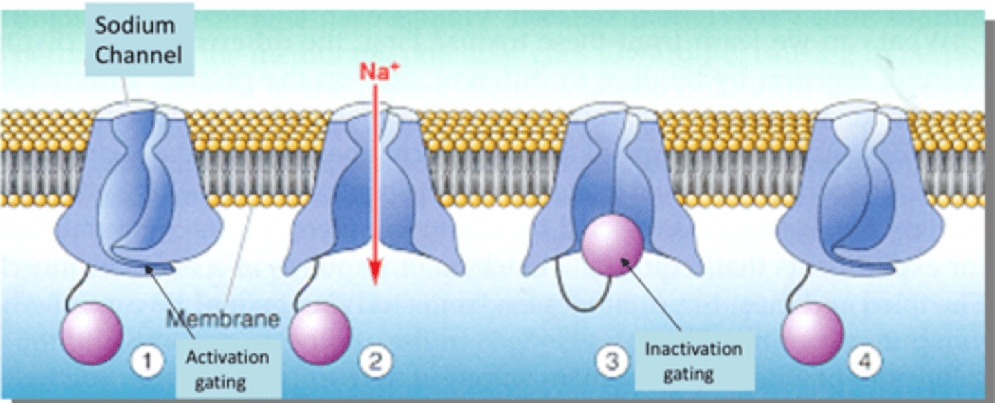 <p>At resting potential Na+ channels are closed - the activation gate is closed</p><p>Depolarization opens the activation gate and Na+ flows into the cell along it's electrochemical gradient</p><p>A delayed component of voltage dependent activation is the blocking of the channel by the inactivation gate (after about 0.5ms)</p><p>Repolarization of the cell re-sets the two gates to their equilibrium positions.</p><p>There is a time dependent conformational change which will eventually end up in the inactivation gate closing the channel resulting in the refractory period.</p><p>Further conformational change causes the inactivation gate to relax and the membrane potential returns to the resting potential.</p>