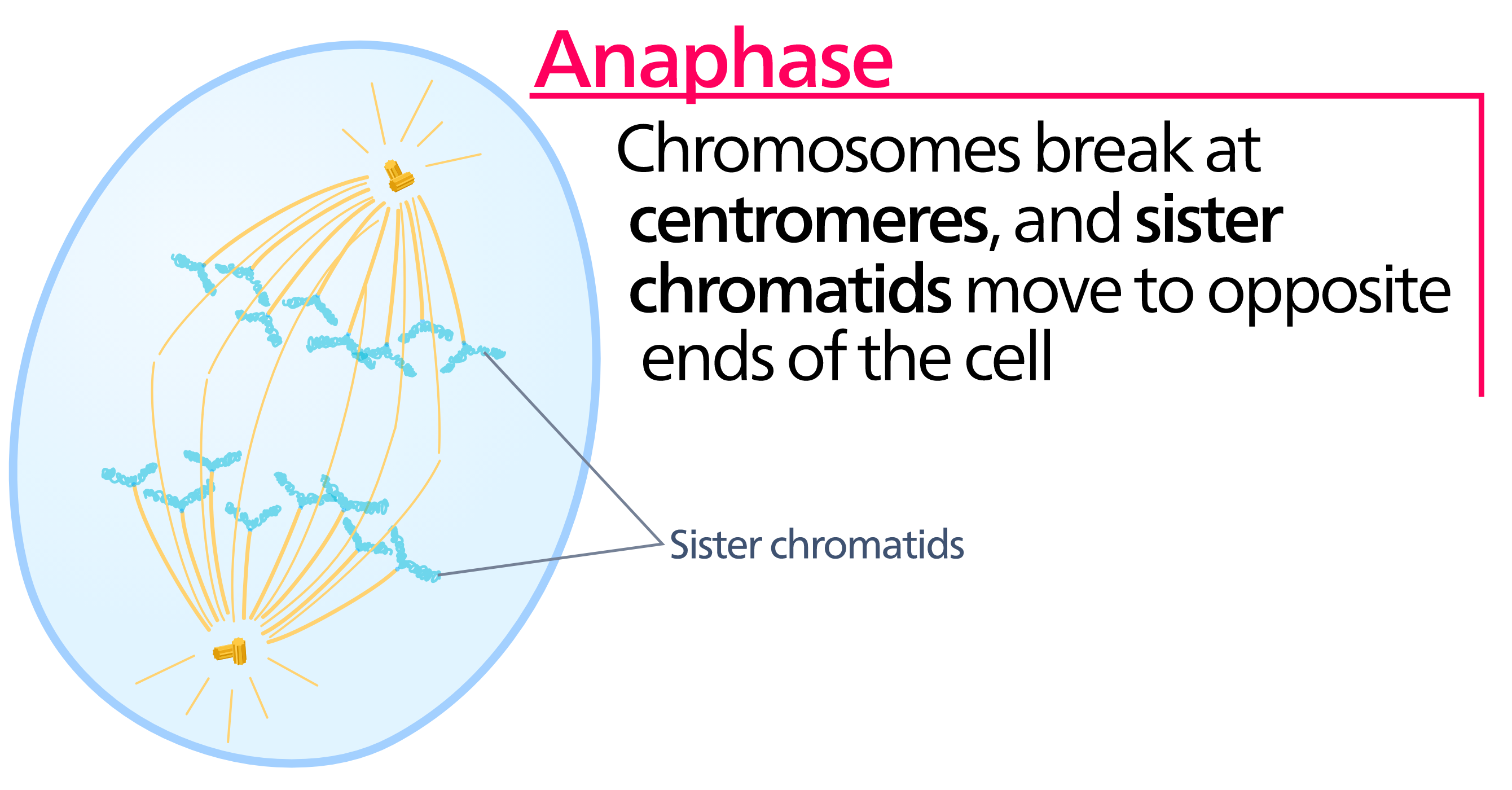 <p>Stage of mitosis that chromosomes break up and sister chromatids move to opposite ends of the cell</p>