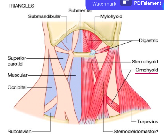 The infrahyoid muscles are 4 ribbon-like muscles which attach to the hyoid bone. They function primarily to move the hyoid bone and larynx. 

\
Muscles Include:


1. Omohyoid 
2. Sternohyoid 
3. Sternothyroid
4. Thyrohyoid 

\
\
