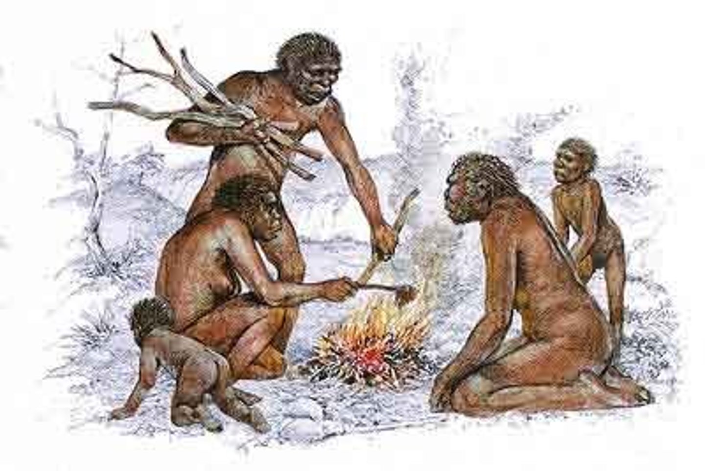 <p>A group of primates of the family Hominidae, which includes modern humans.</p>