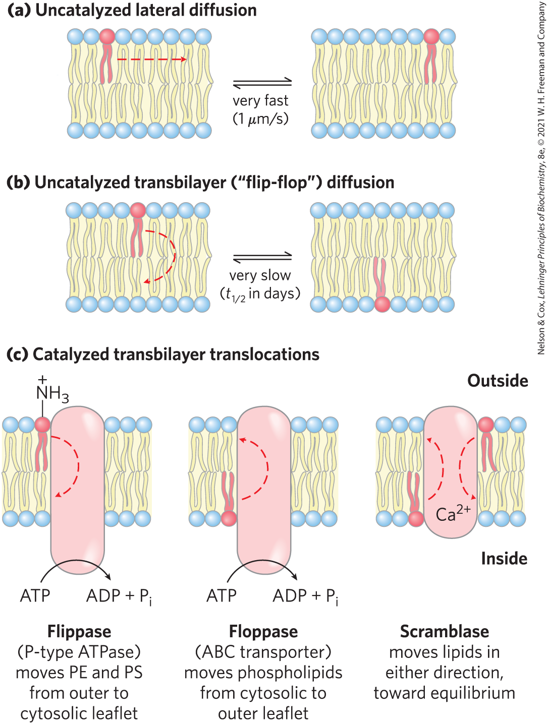 <ul><li><p><span>Phospholipids can freely bend/flex, rotate about their &nbsp; &nbsp;axis, and laterally diffuse in &nbsp; &nbsp;bilayers</span></p></li><li><p class="s121"><span>In contrast, transbilayer (“flip-flop”) movement has a large, positive free-energy change (unfavored)</span></p></li><li><p class="s85"><span>membrane proteins facilitate the translocation of individual lipid molecules and maintain asymmetry</span></p></li></ul><p class="s85">*No energy source needed = goes down its concentration gradient</p><p class="s85">*Energy source needed = goes AGAINST its concentration gradient </p>