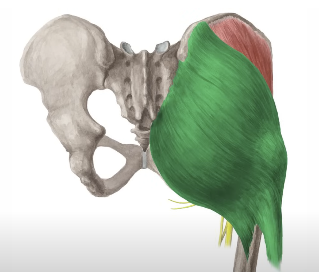 <p>extends thigh</p>
