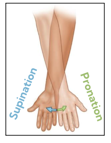 <p>blue- supination</p><p>green- pronation</p>