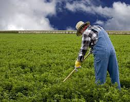 <p>farmer</p>