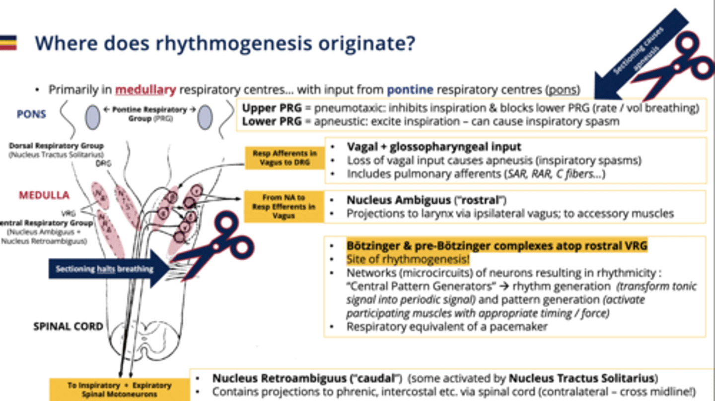 <p>Promotes inspiration; can induce spasms.</p>