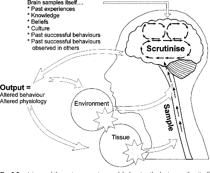 <p>what pain paradigm is described in this picture? </p>