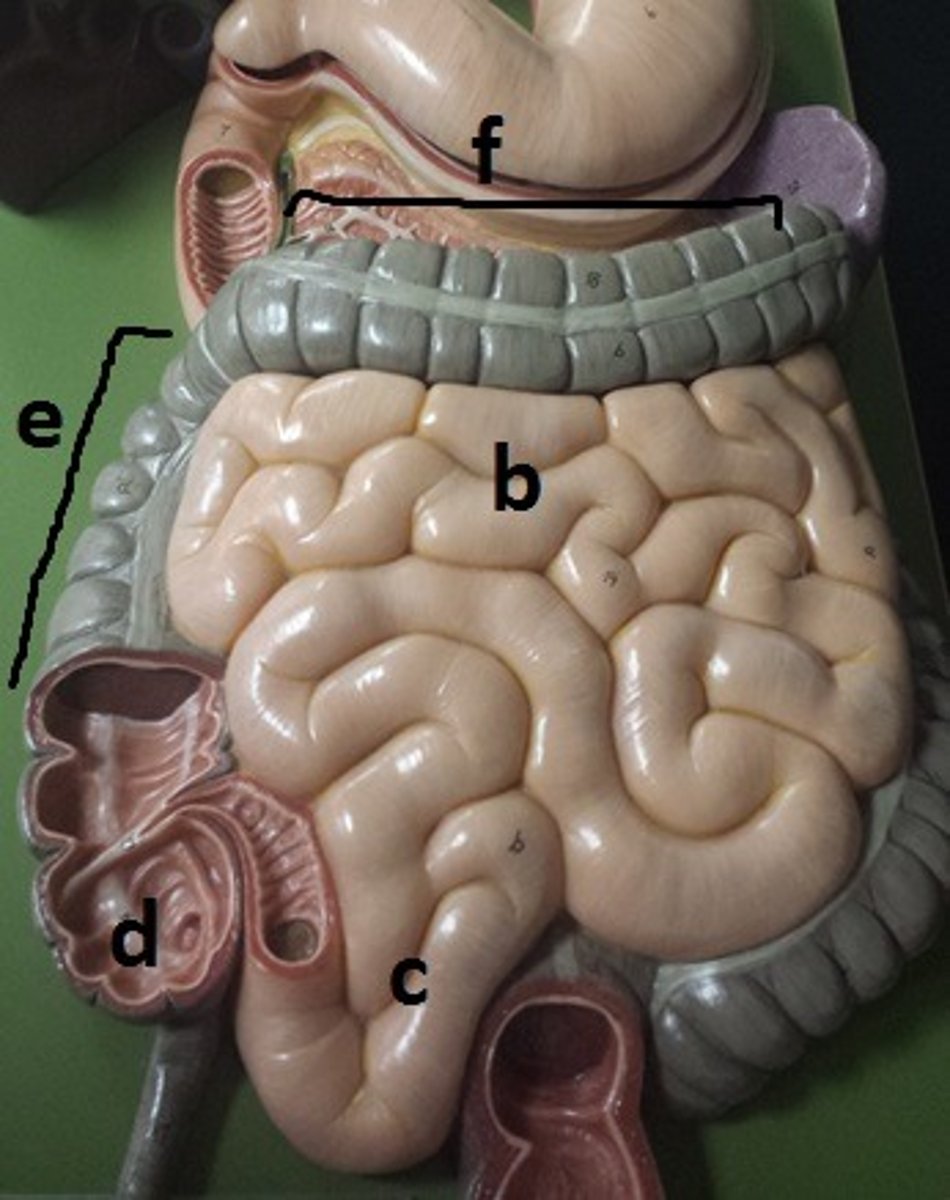<p>c</p>