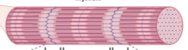<p>long thread-like structures inside each fiber</p>