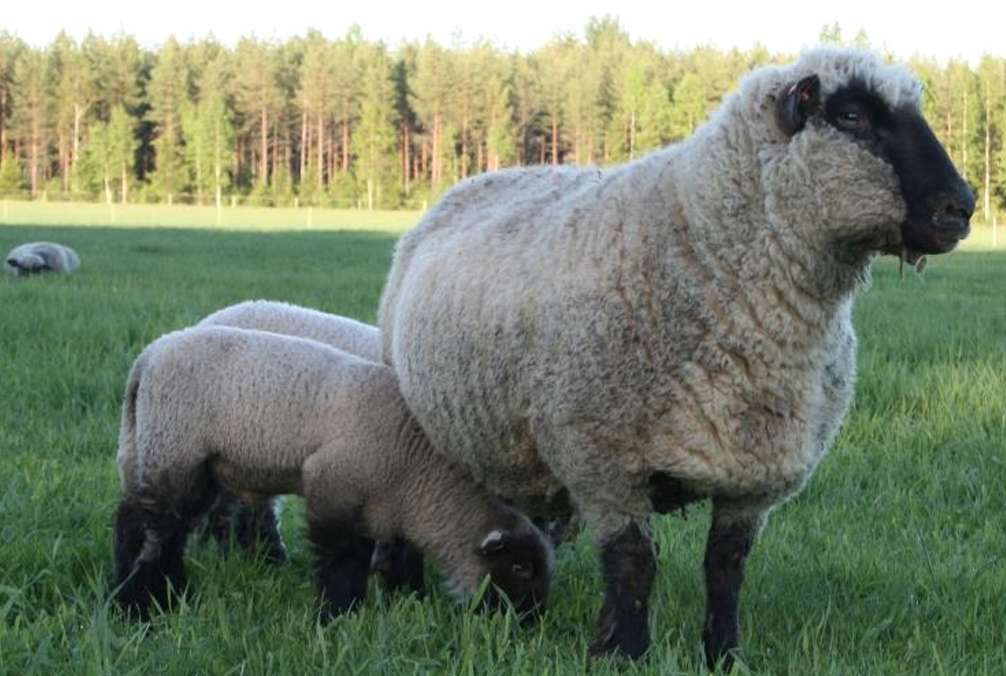 <p>What is the Name and Category of this sheep?</p>
