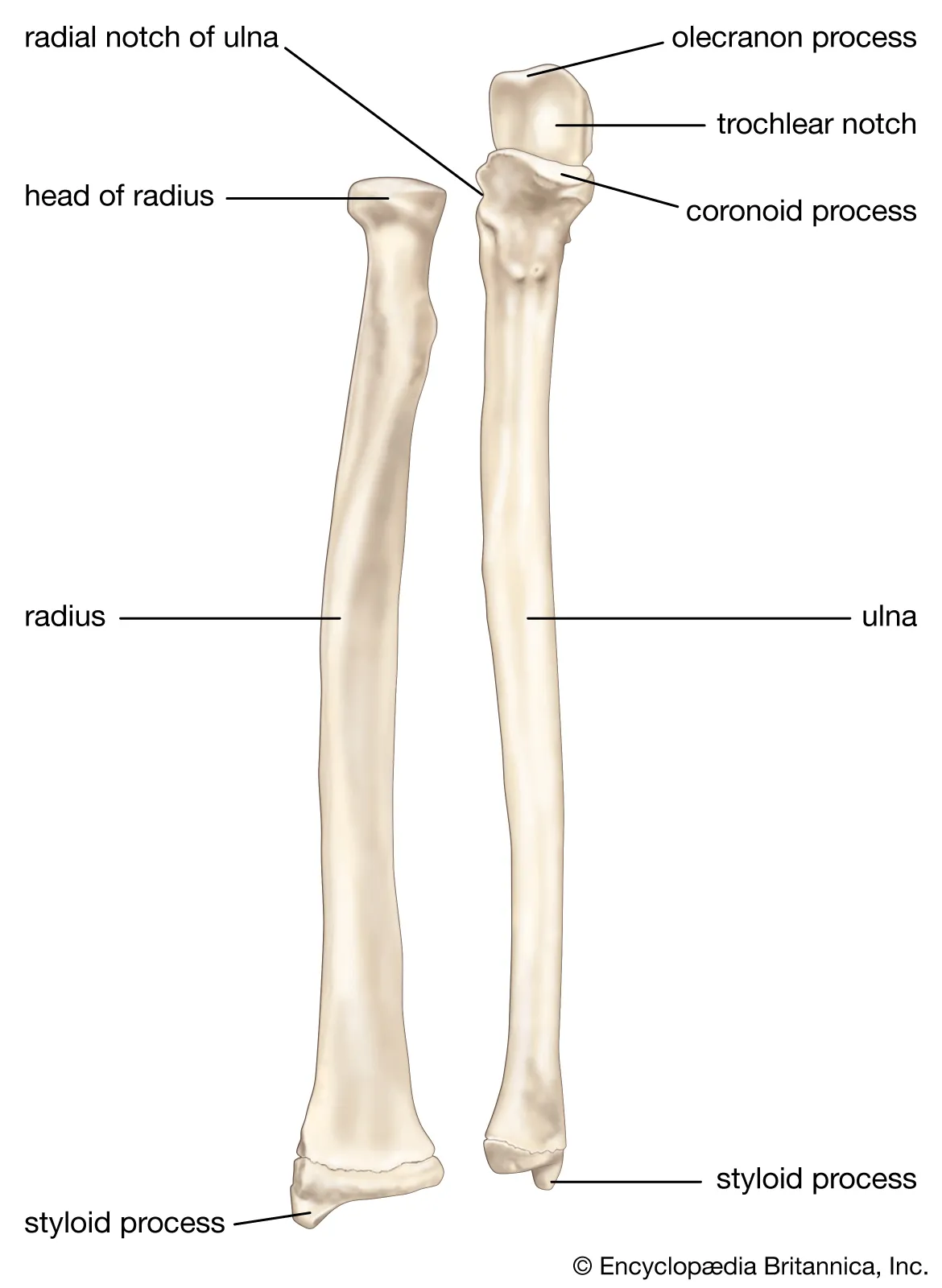 <p>The bone on the thumb side of the forearm.</p>