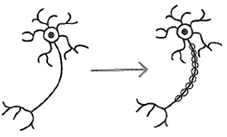 <p><u><span>Myelination</span></u></p>